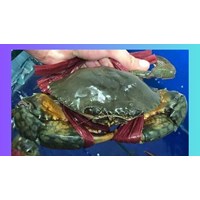 Cách luộc cua biển còn sống ngon, hấp dẫn