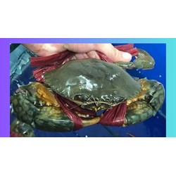 Cách luộc cua biển còn sống ngon, hấp dẫn