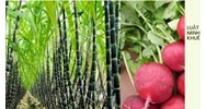 Đường mía và đường củ cải cái nào tốt hơn cho sức khỏe?