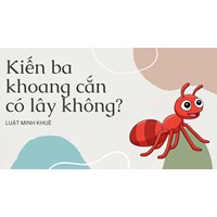 Kiến ba khoang cắn có lây không?