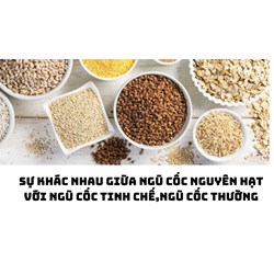 Sự khác nhau giữa ngũ cốc nguyên hạt với ngũ cốc tinh chế,ngũ cốc thường