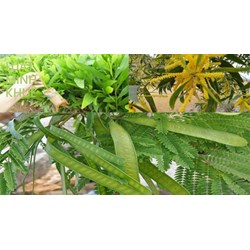 Keo dậu: Công dụng ,cách chữa bệnh