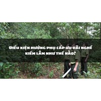 Điều kiện hưởng phụ cấp ưu đãi nghề kiểm lâm như thế nào?