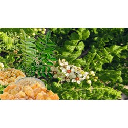 Cây nhũ hương có tác dụng gì theo như kinh nghiệm dân gian?