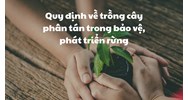 Quy định về trồng cây phân tán trong bảo vệ, phát triển rừng