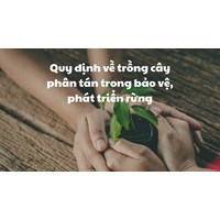 Quy định về trồng cây phân tán trong bảo vệ, phát triển rừng