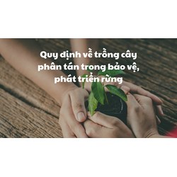 Quy định về trồng cây phân tán trong bảo vệ, phát triển rừng