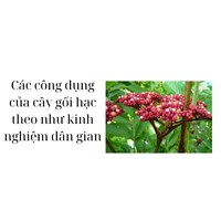 Các công dụng của cây gối hạc theo như kinh nghiệm dân gian