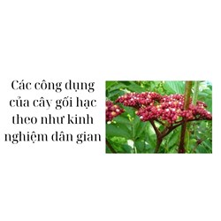 Các công dụng của cây gối hạc theo như kinh nghiệm dân gian