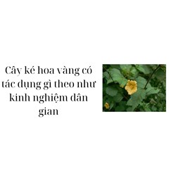 Cây ké hoa vàng có tác dụng gì theo như kinh nghiệm dân gian