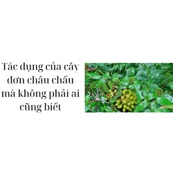 Tác dụng của cây đơn châu chấu mà không phải ai cũng biết