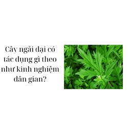 Cây ngải dại có tác dụng gì theo như kinh nghiệm dân gian?