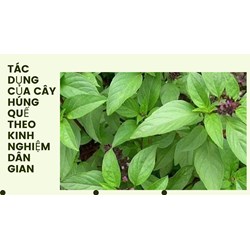 Tác dụng của cây húng quế theo kinh nghiệm dân gian
