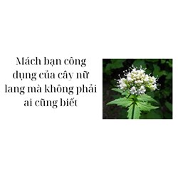 Mách bạn công dụng của cây nữ lang mà không phải ai cũng biết