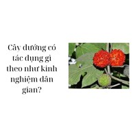 Cây dướng có tác dụng gì theo như kinh nghiệm dân gian?