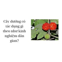 Cây dướng có tác dụng gì theo như kinh nghiệm dân gian?