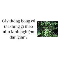 Cây thòng bong có tác dụng gì theo như kinh nghiệm dân gian?