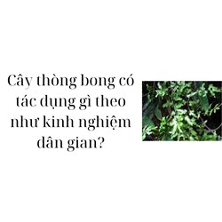 Cây thòng bong có tác dụng gì theo như kinh nghiệm dân gian?