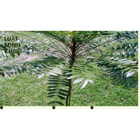 Mách bạn công dụng của cây bách bệnh mà không phải ai cũng biết