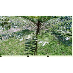 Mách bạn công dụng của cây bách bệnh mà không phải ai cũng biết