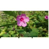 Cây ké hoa đào có tác dụng gì theo như kinh nghiệm dân gian