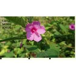 Cây ké hoa đào có tác dụng gì theo như kinh nghiệm dân gian