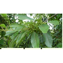 Công dụng của cây màng tang mà không phải ai cũng biết