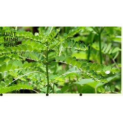 Cây đơn răng cưa có tác dụng gì theo như kinh nghiệm dân gian
