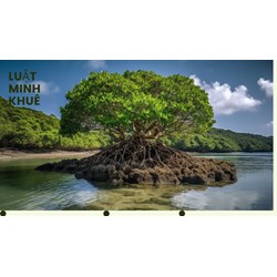 Mách bạn những công dụng của cây đước mà không phải ai cũng biết