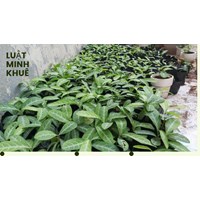 Cây lưỡi nhân có tác dụng gì theo như kinh nghiệm dân gian