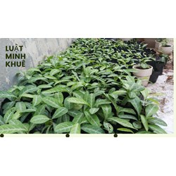 Cây lưỡi nhân có tác dụng gì theo như kinh nghiệm dân gian