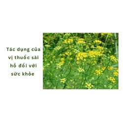 Tác dụng của vị thuốc sài hồ đối với sức khỏe