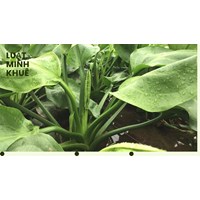 Cây trạch tả có tác dụng gì theo như kinh nghiệm dân gian