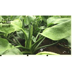 Cây trạch tả có tác dụng gì theo như kinh nghiệm dân gian