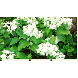 Cây bướm bạc có tác dụng gì theo như kinh nghiệm dân gian?
