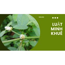 Cây rau dệu có tác dụng gì theo như kinh nghiệm dân gian?