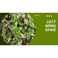 Cây thồm lồm có tác dụng gì theo như kinh nghiệm dân gian?