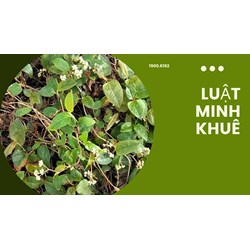 Cây thồm lồm có tác dụng gì theo như kinh nghiệm dân gian?