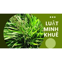 Cây hương bài có tác dụng gì theo như kinh nghiệm dân gian?