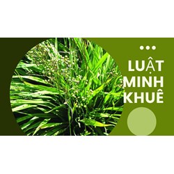Cây hương bài có tác dụng gì theo như kinh nghiệm dân gian?