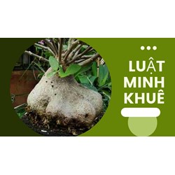 Cây kiến kỳ nam có tác dụng gì theo như kinh nghiệm dân gian?