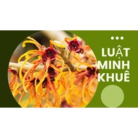 Cây phỉ là cây gì? Mách bạn các công dụng của cây phỉ ít người biết