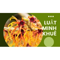 Cây phỉ là cây gì? Mách bạn các công dụng của cây phỉ ít người biết