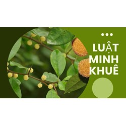 Tác dụng của cây mỏ quạ theo như kinh nghiệm dân