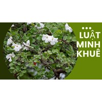 Mách bạn Công dụng của cây Quao mà không phải ai cũng biết