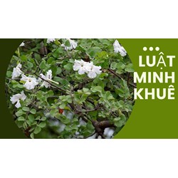 Mách bạn Công dụng của cây Quao mà không phải ai cũng biết