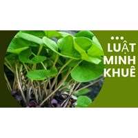 Công dụng cây tế tân mà không phải ai cũng biết