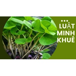Công dụng cây tế tân mà không phải ai cũng biết