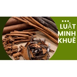 Mách bạn các tác dụng của cây hậu phác mà không phải ai cũng biết