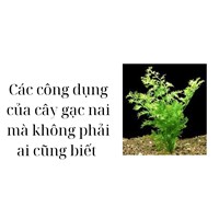 Các công dụng của cây gạc nai mà không phải ai cũng biết